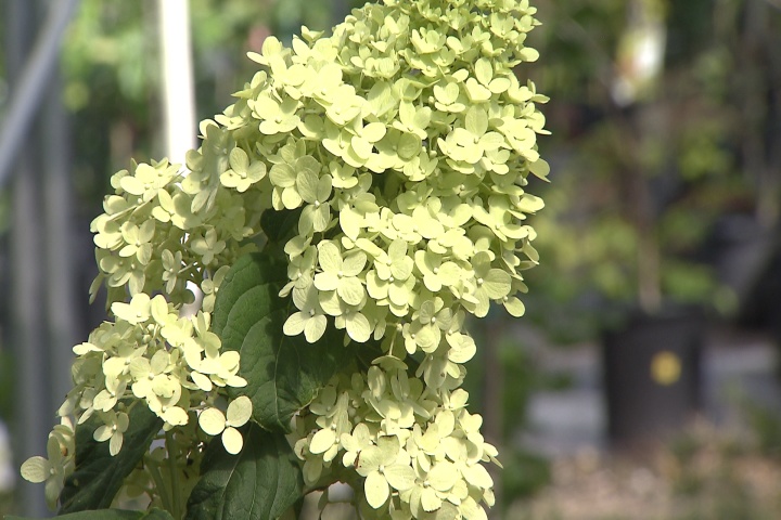 Super Plant Limelight hydrangea blooms through the summer 